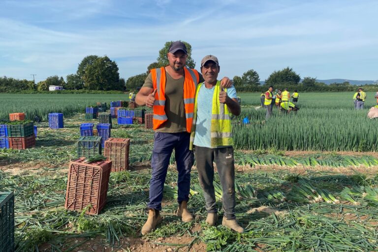 two workers stand together in an onion field